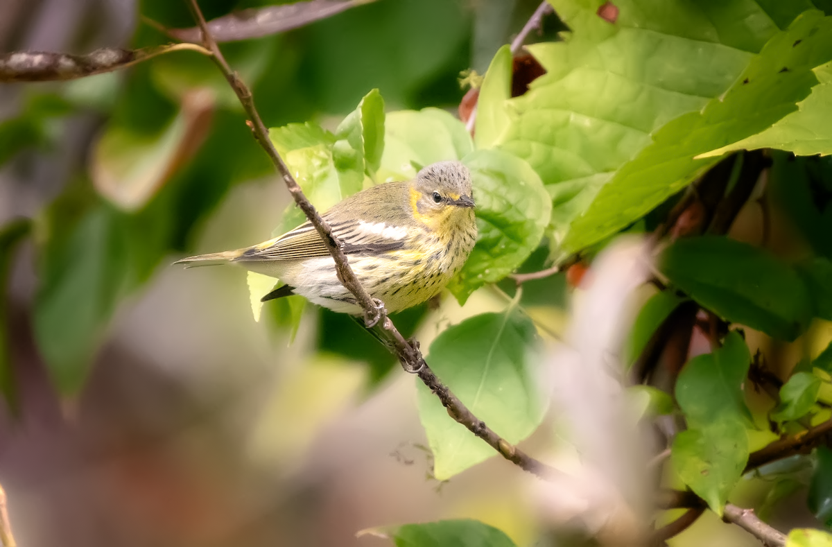 Cape May Warbler - ML609331087