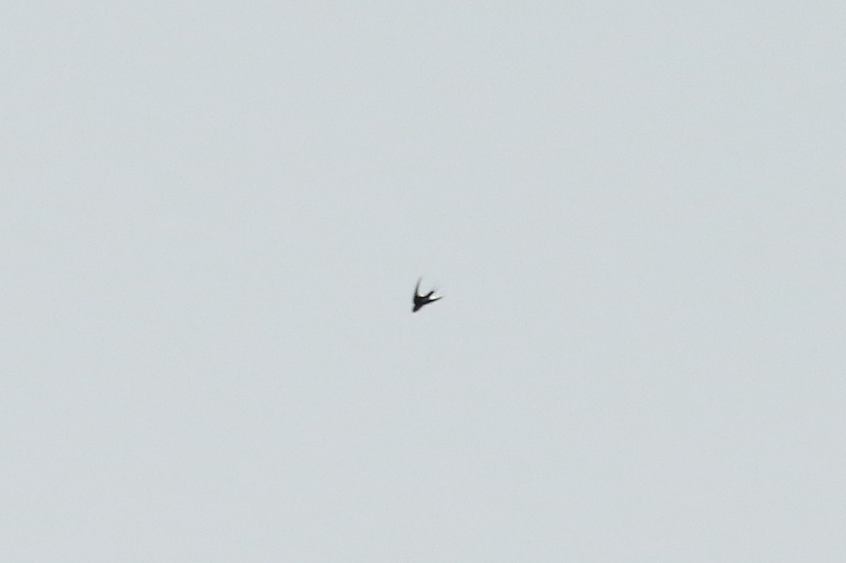 Great Swallow-tailed Swift - ML609331517