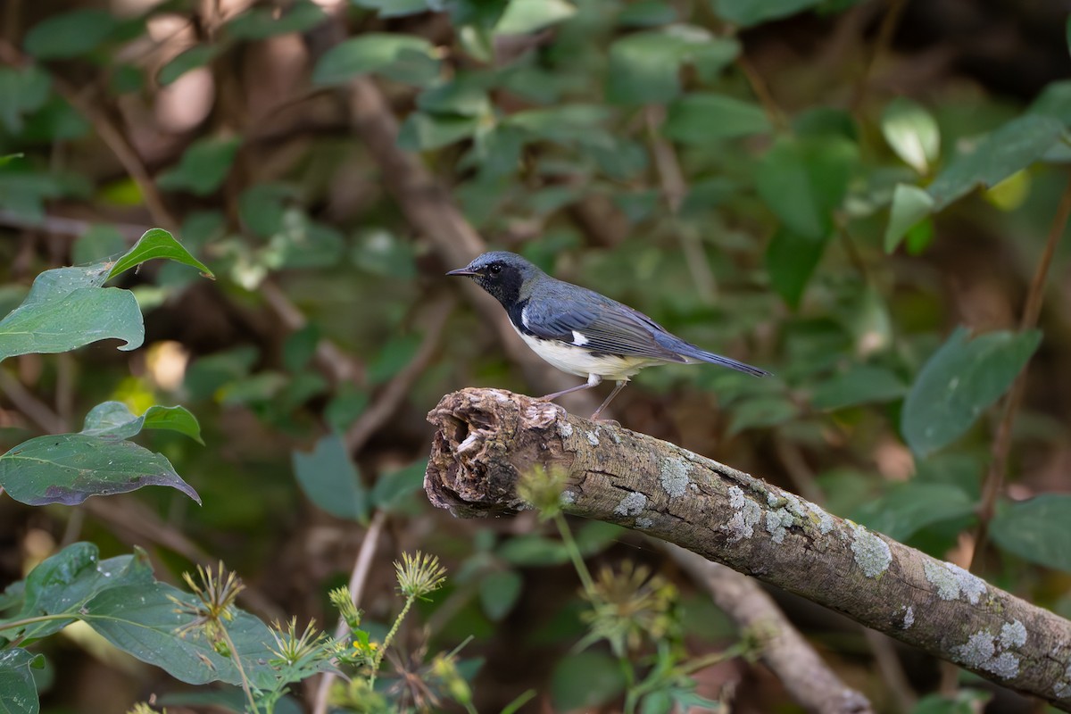 Black-throated Blue Warbler - ML609331593