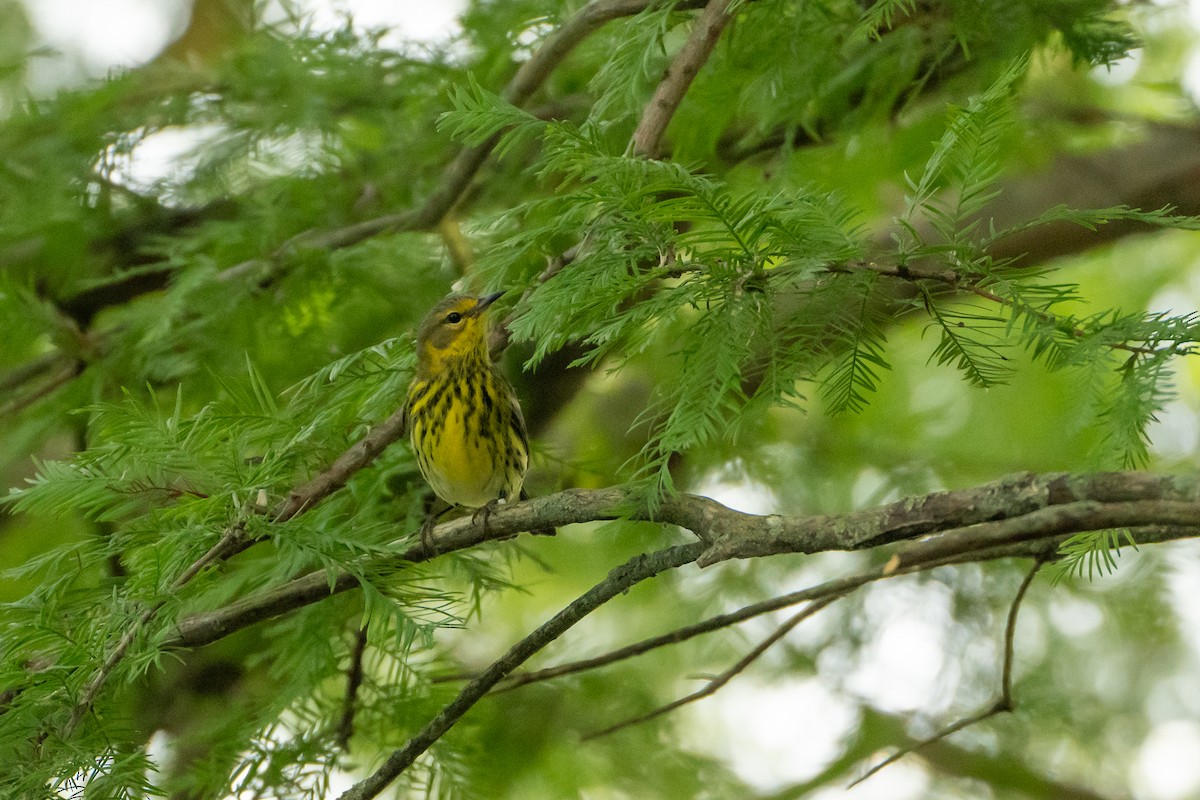 Cape May Warbler - ML609331602