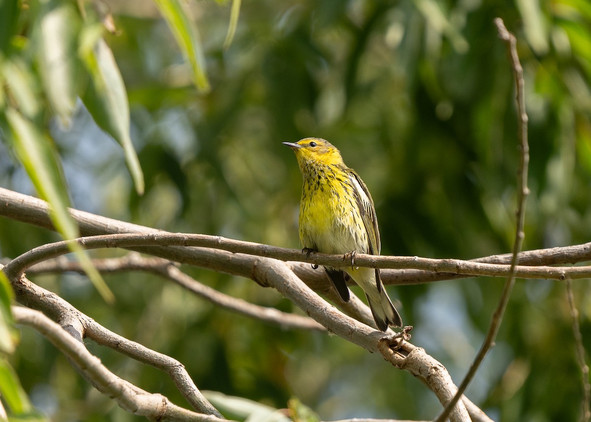 Cape May Warbler - ML609331633