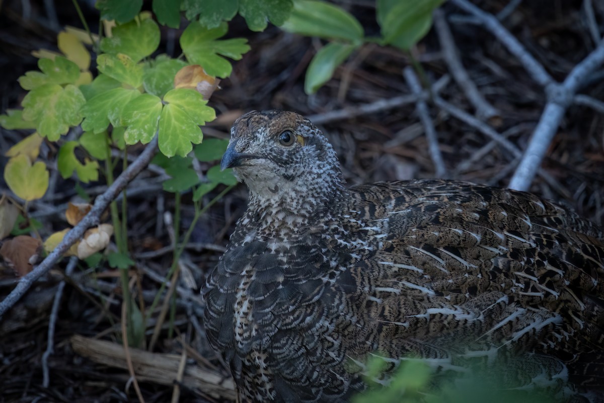 Sooty Grouse - Ryan Wallace