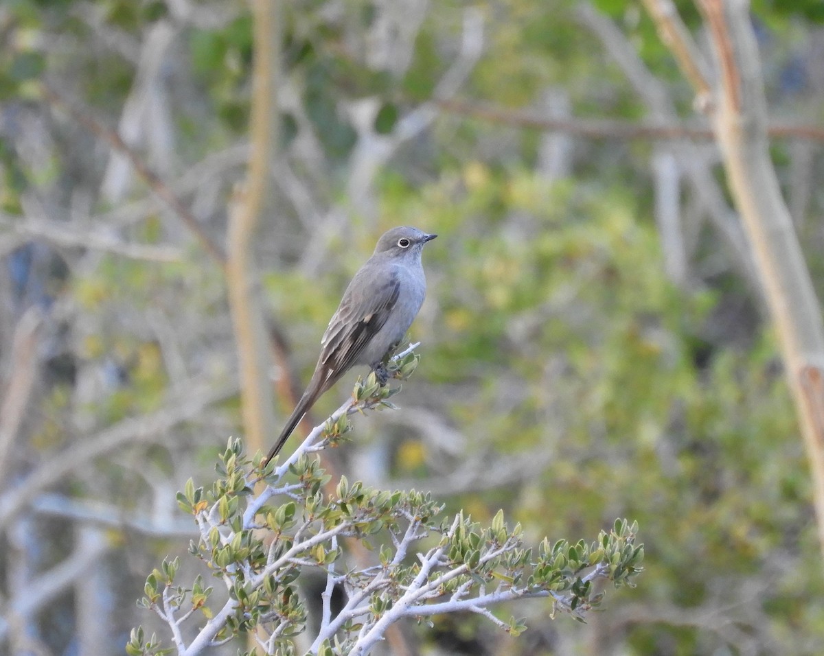 Townsend's Solitaire - ML609331749