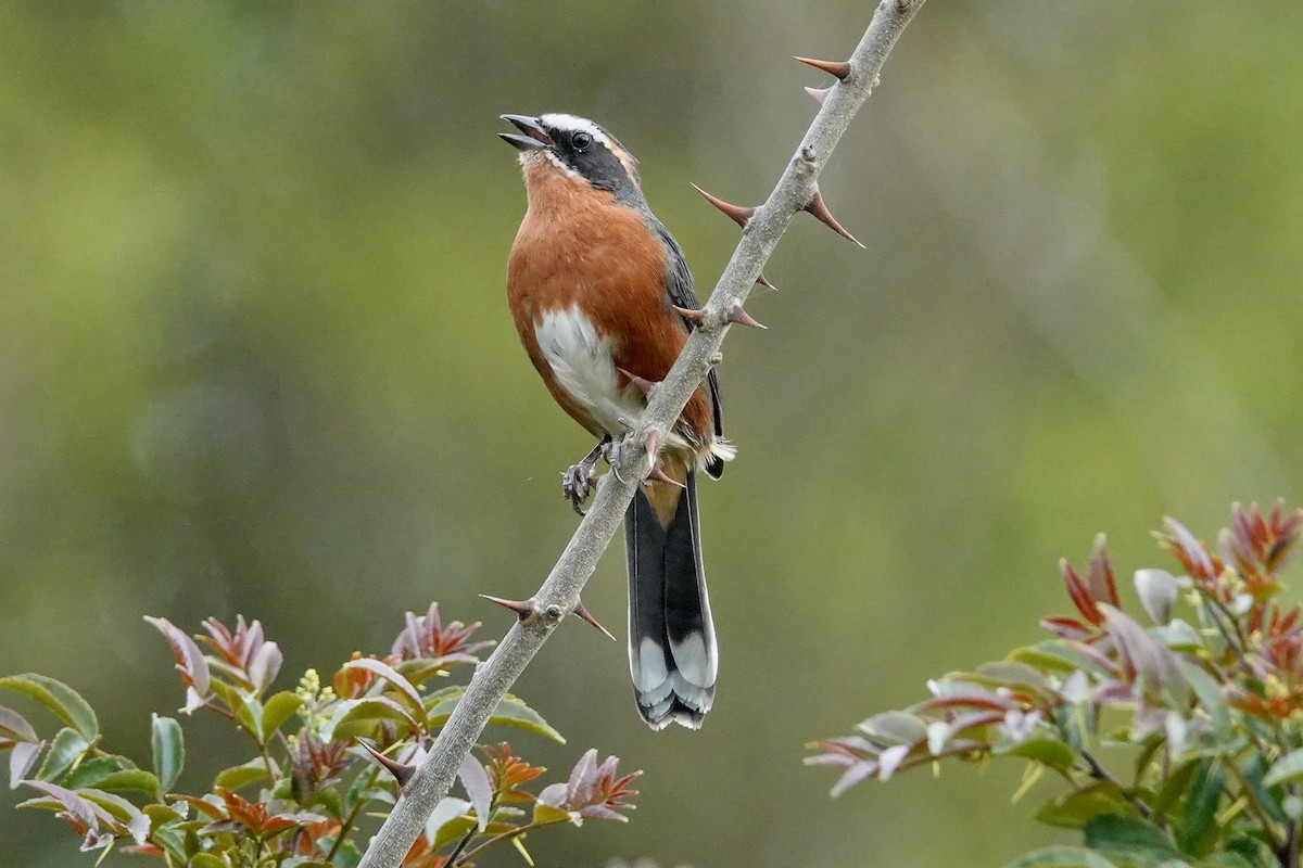 Black-and-rufous Warbling Finch - ML609331755