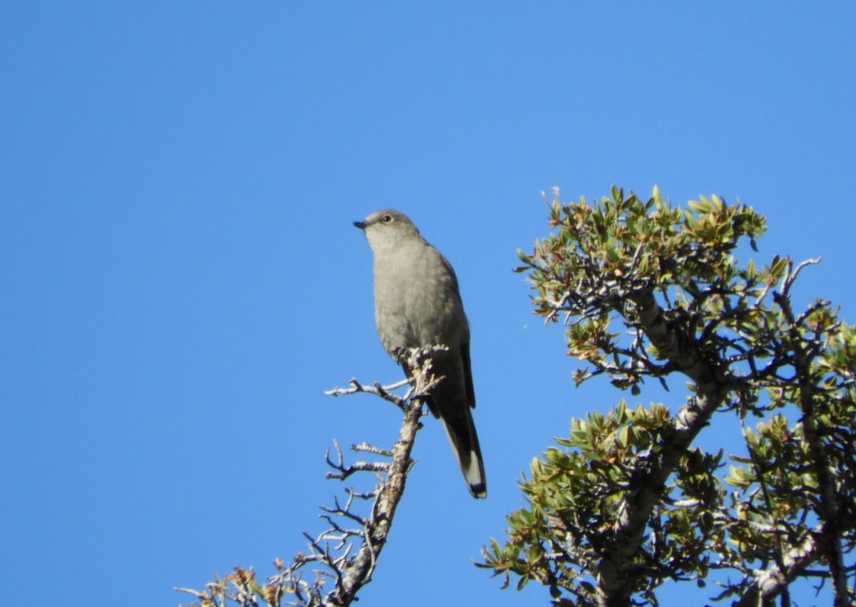 Townsend's Solitaire - ML609331759