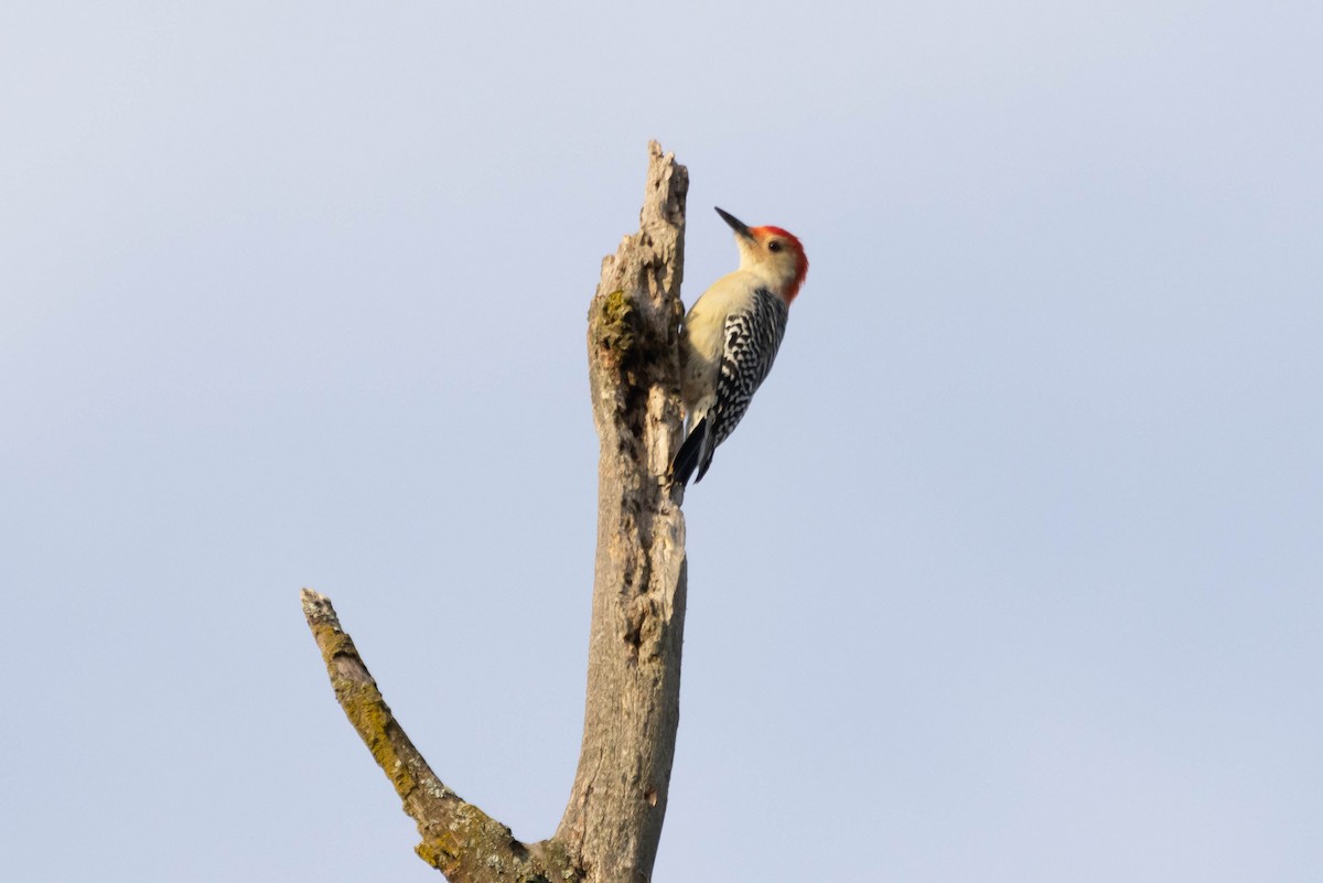 Red-bellied Woodpecker - ML609331802
