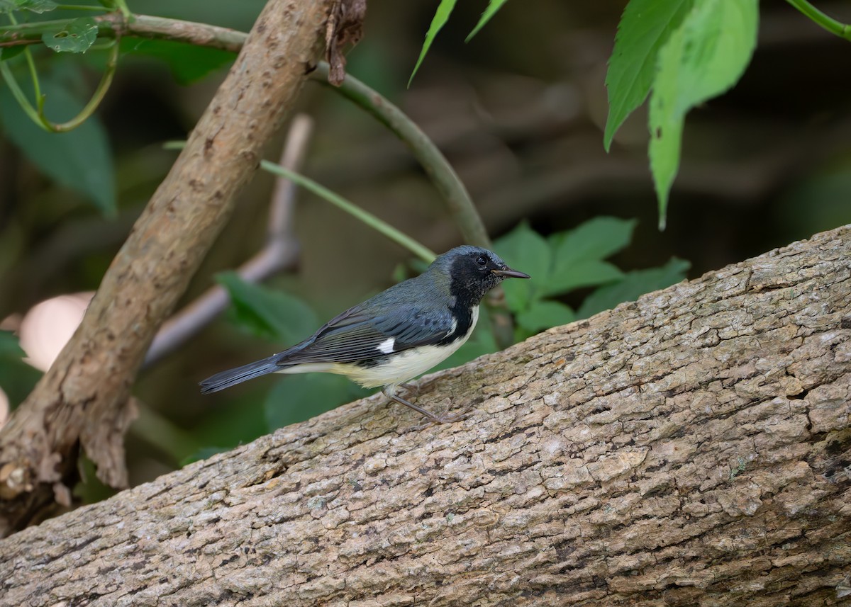 Black-throated Blue Warbler - ML609331932