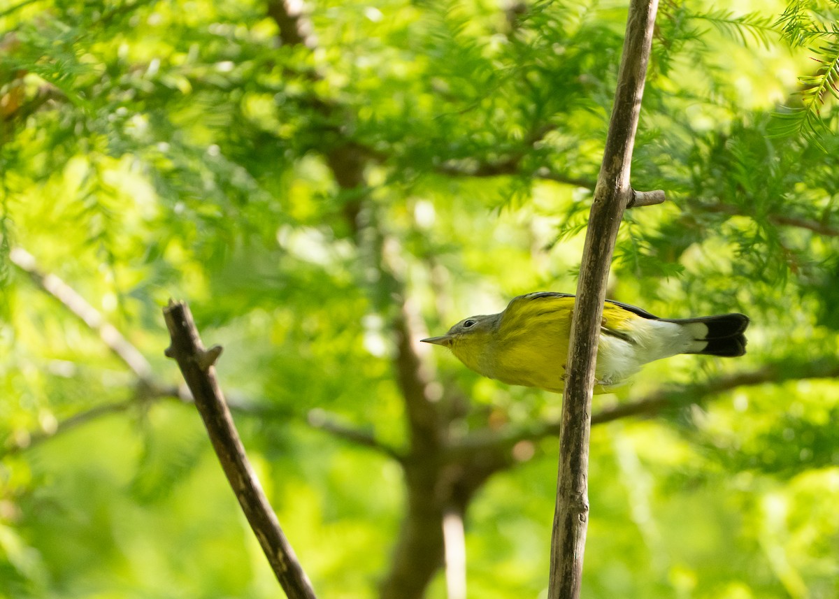 Magnolia Warbler - ML609331959