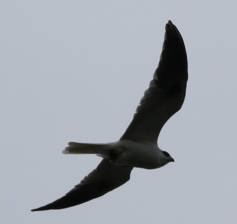 White-tailed Kite - logan kahle