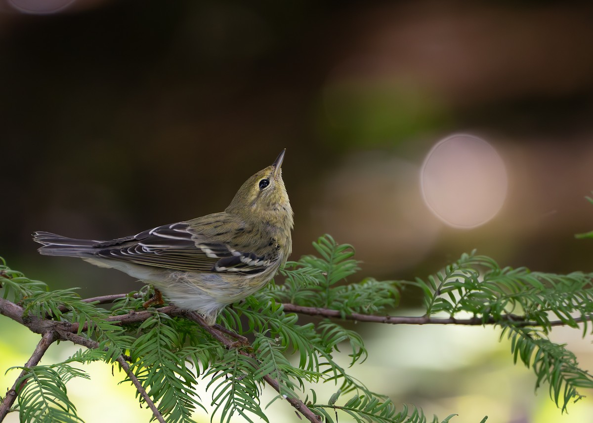 Blackpoll Warbler - ML609332126