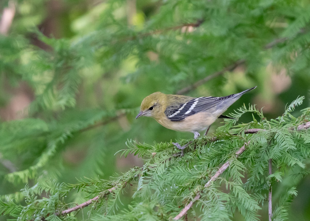 Bay-breasted Warbler - ML609332153