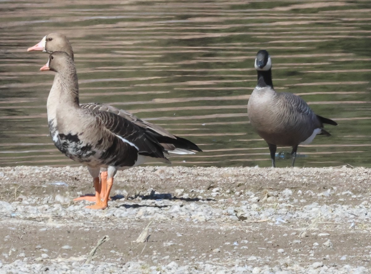 Cackling Goose (Aleutian) - ML609332431