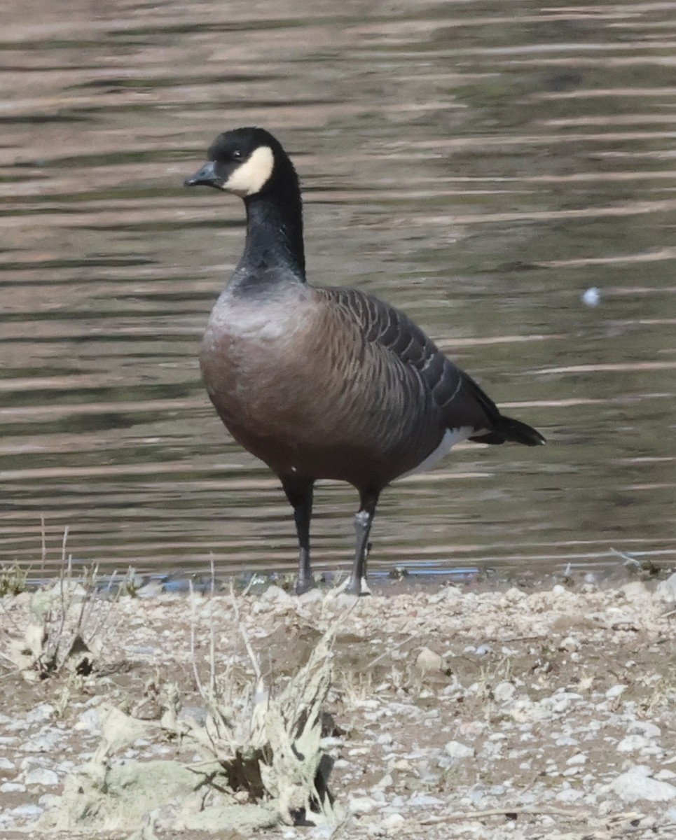 Cackling Goose (minima) - ML609332438