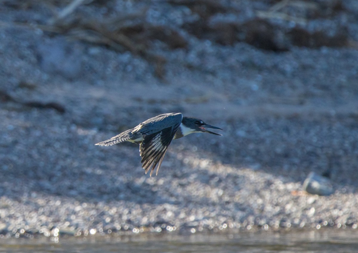 Belted Kingfisher - ML609332457