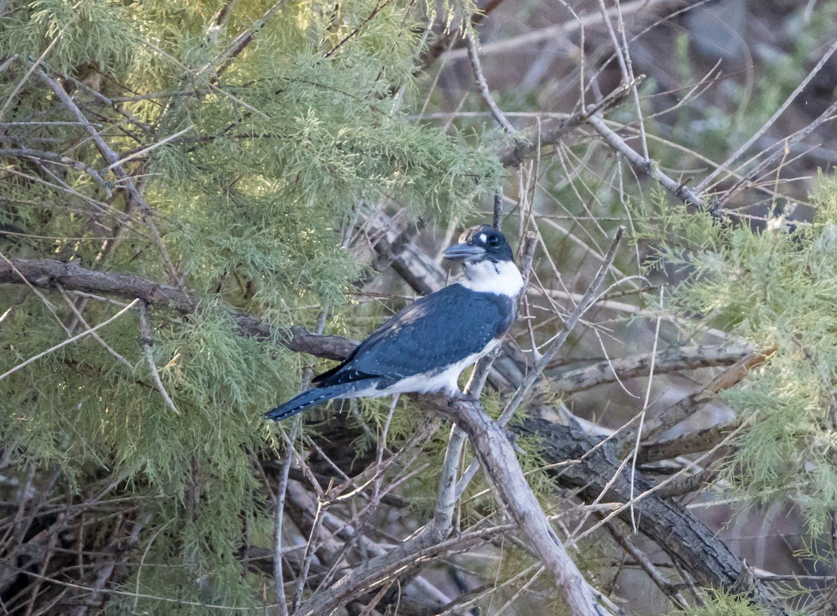 Belted Kingfisher - ML609332462
