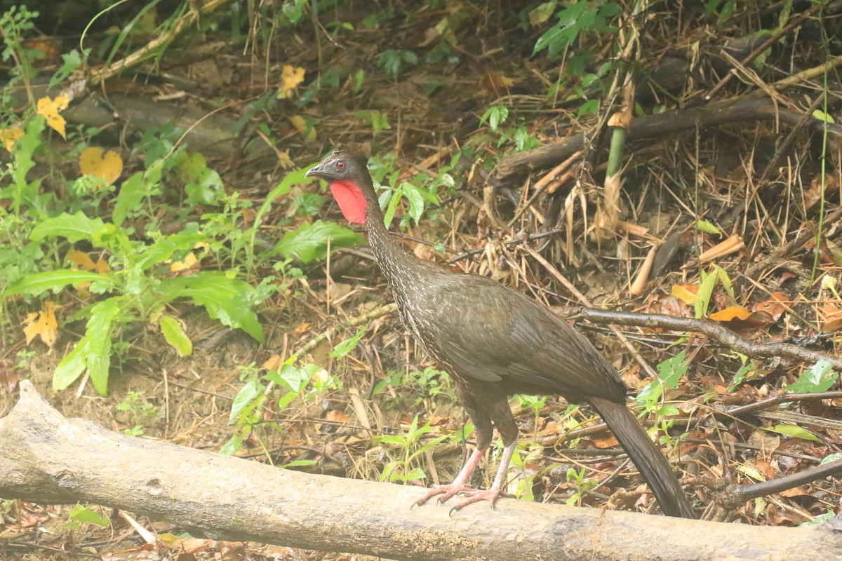 Crested Guan - ML609332539
