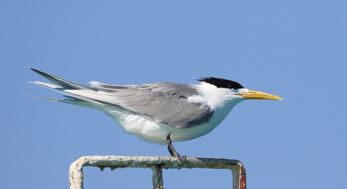 Great Crested Tern - ML609332577