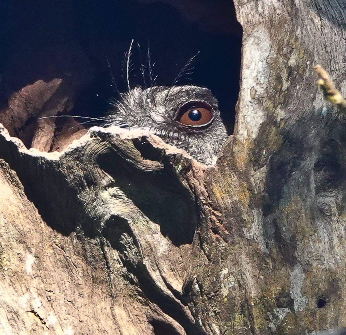 Barred Owlet-nightjar (Barred) - ML609332722