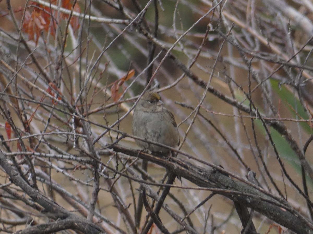 Golden-crowned Sparrow - ML609332725