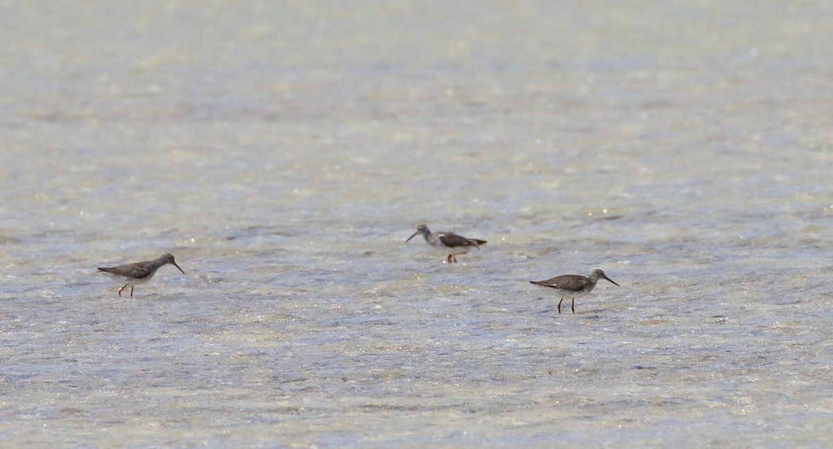 Spotted Redshank - ML609332890