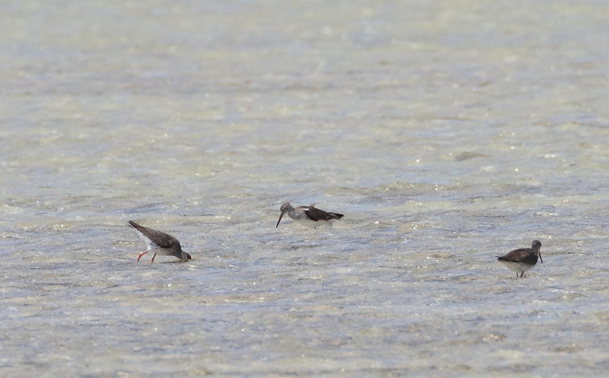 Spotted Redshank - ML609332891