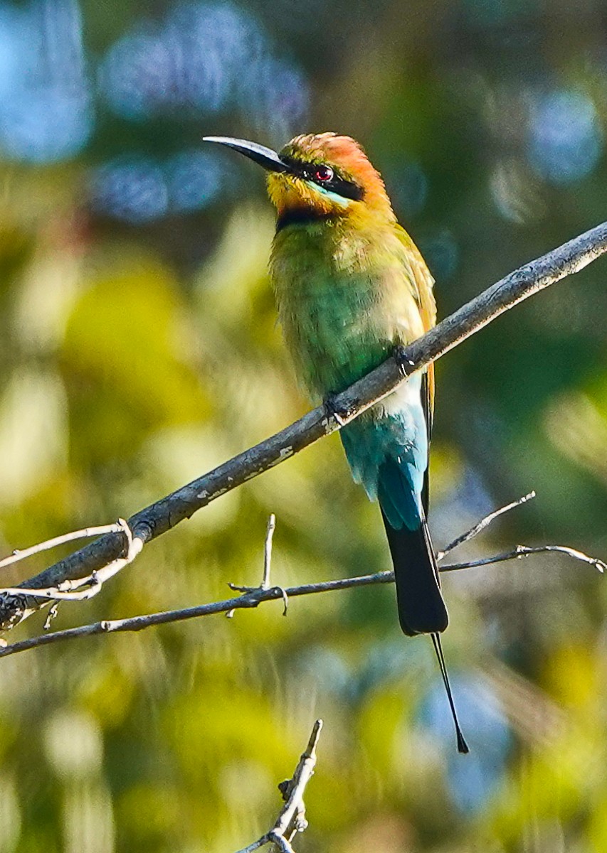 Rainbow Bee-eater - ML609332949
