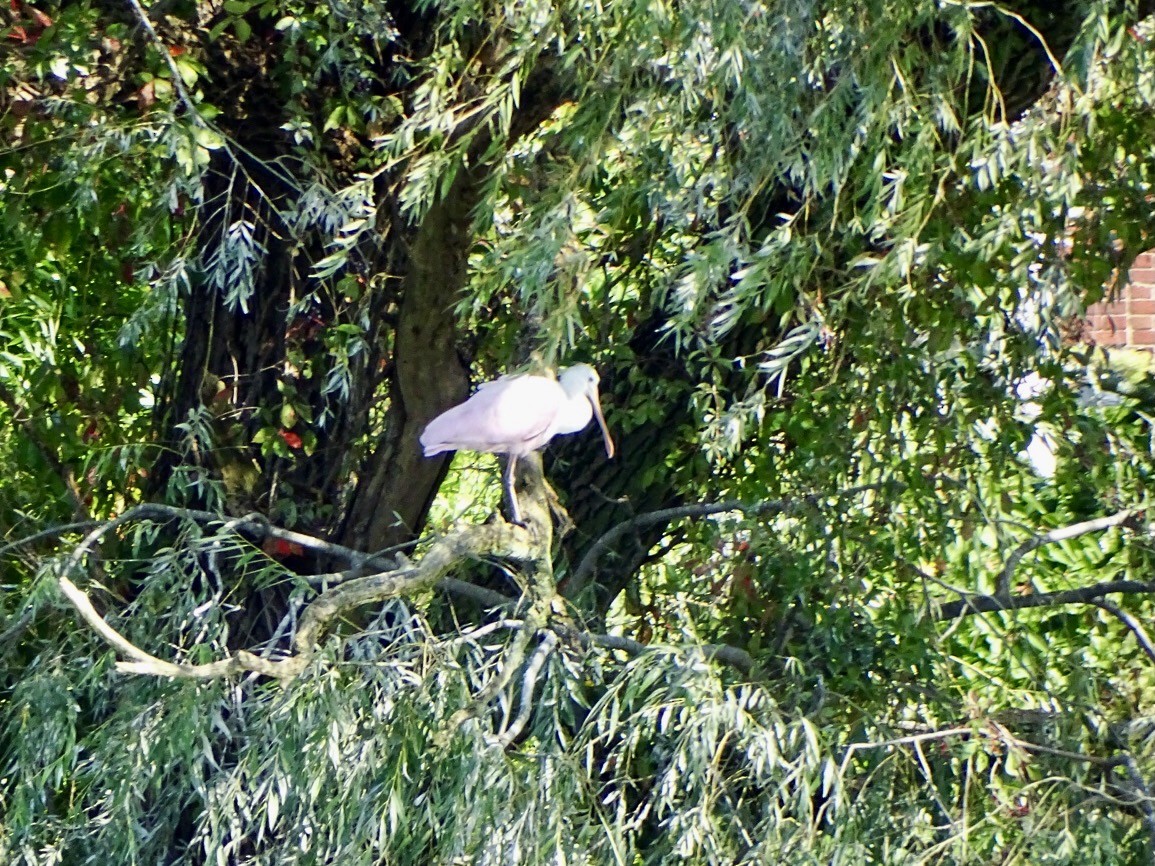 New York Breeding Bird Atlas Checklist Sep Willow Pond Hewlett Bay Park Species