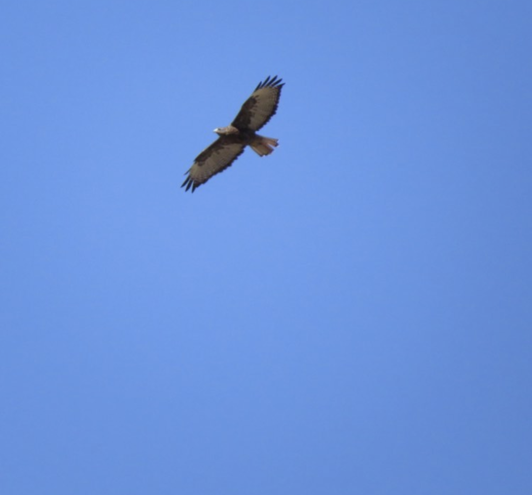 Red-tailed Hawk - ML609333289