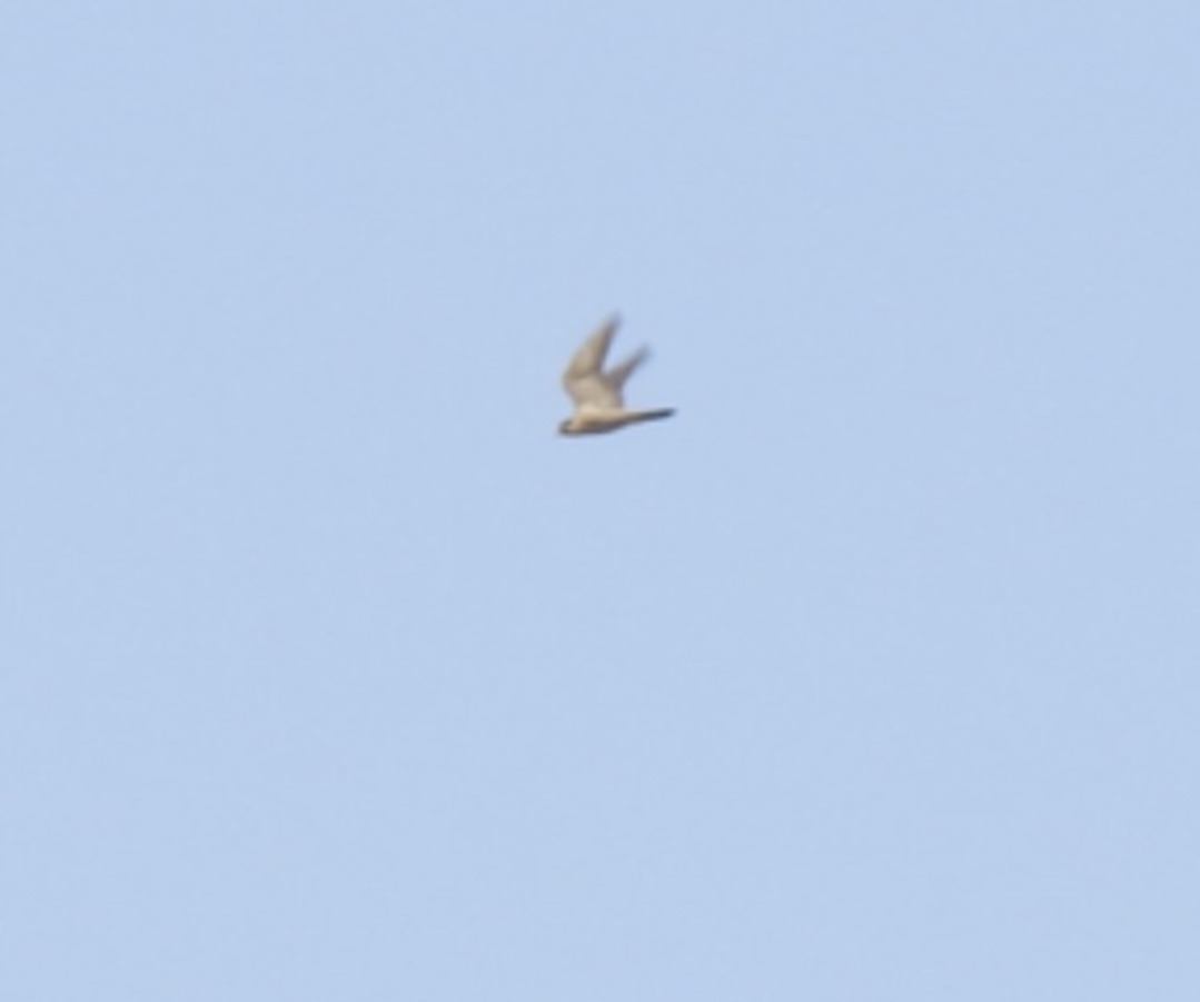 Peregrine Falcon - ML609333422