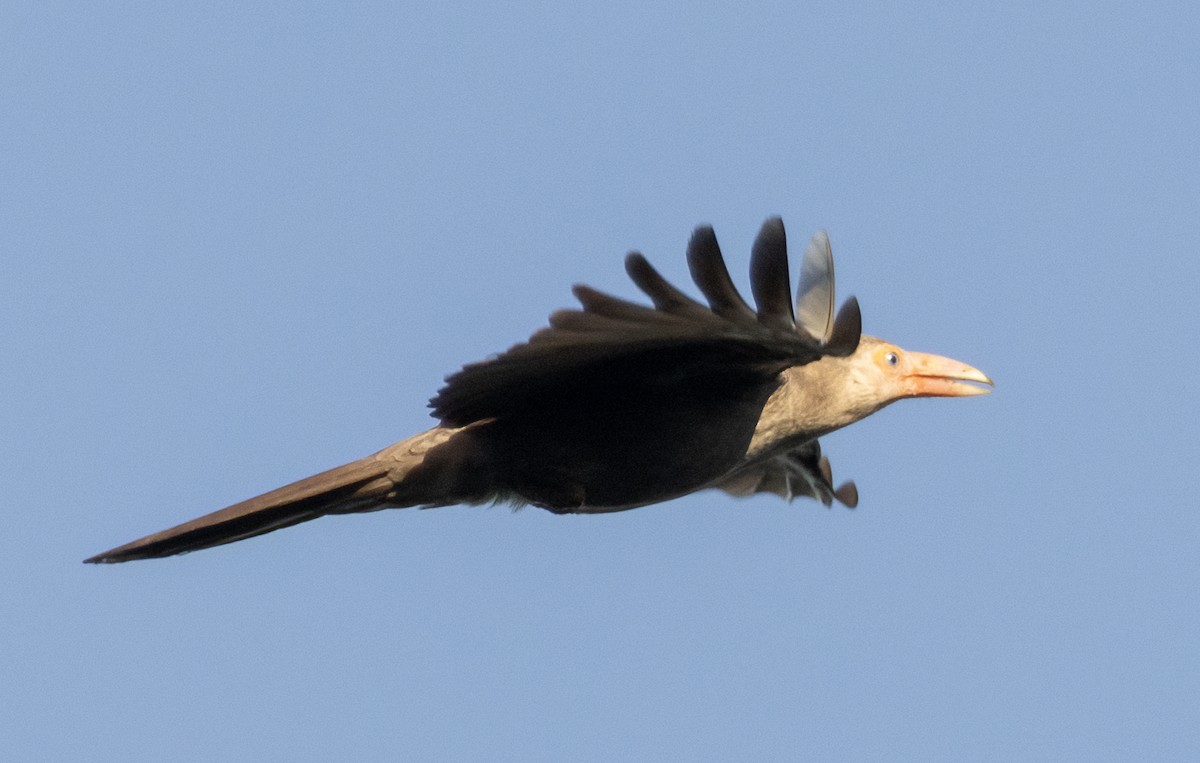 Новогвинейская ворона - ML609333614