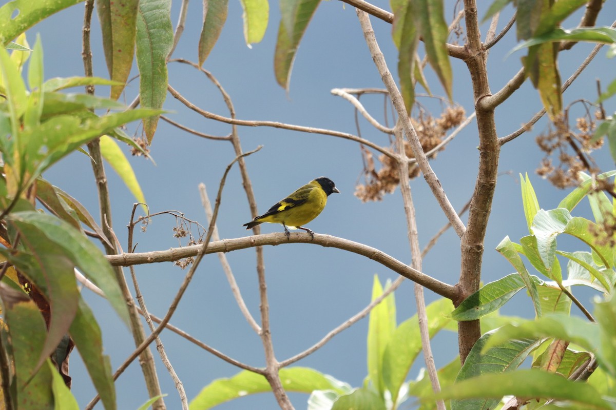 Olivaceous Siskin - ML609333679