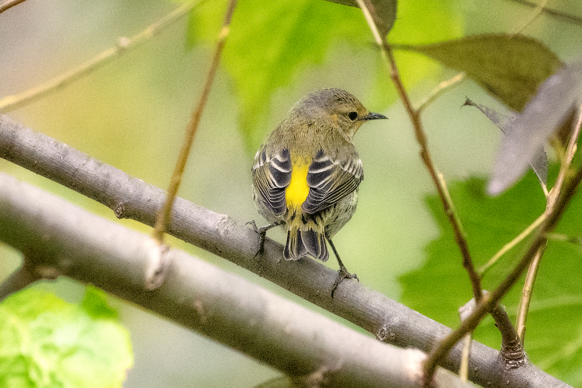Cape May Warbler - ML609333812