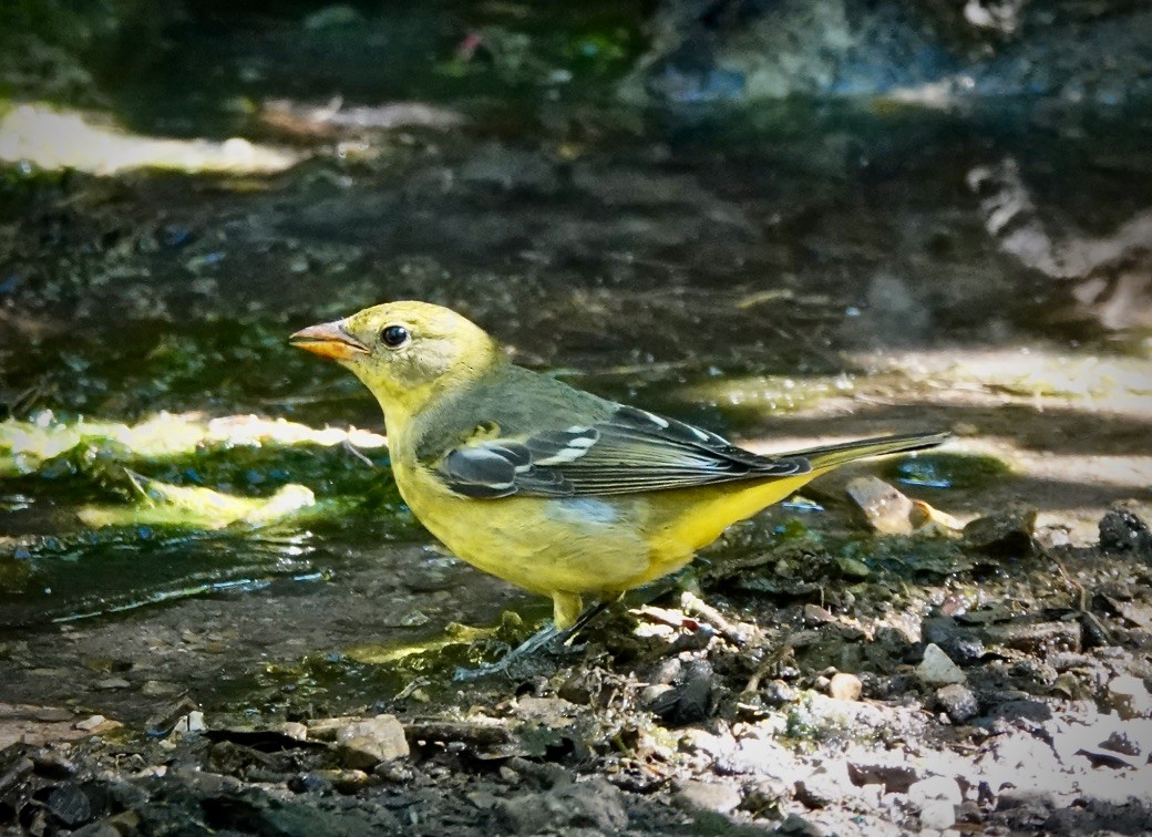 Western Tanager - ML609334264