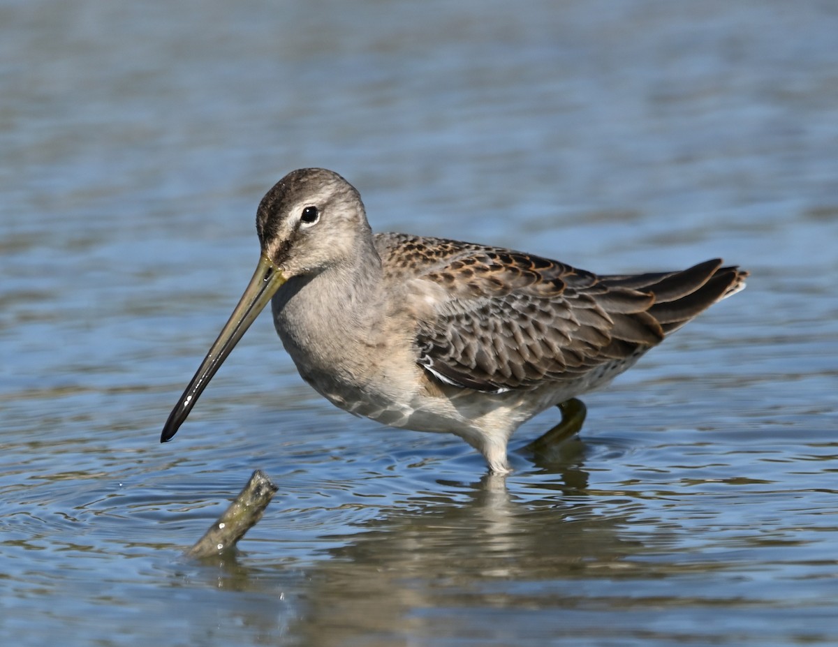 Long-billed Dowitcher - ML609334315