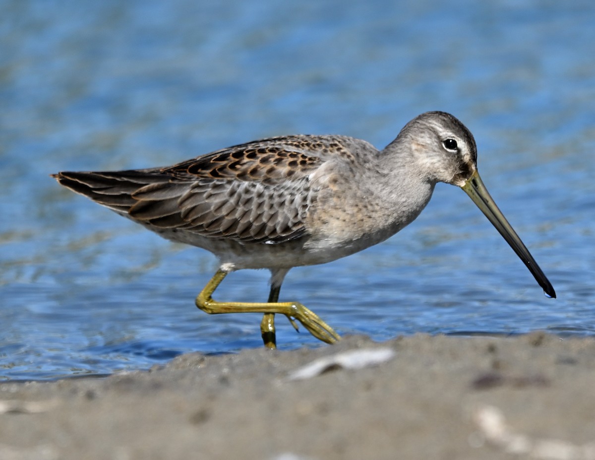 Long-billed Dowitcher - ML609334316