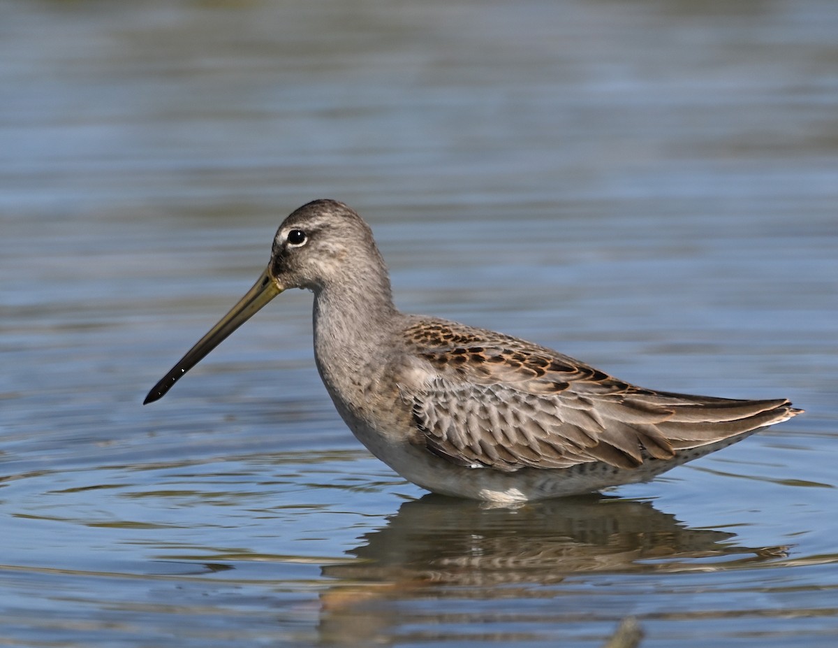 Long-billed Dowitcher - ML609334319