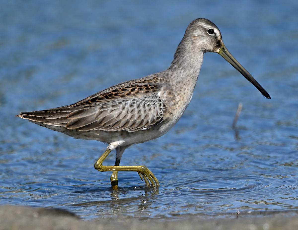 Long-billed Dowitcher - ML609334322
