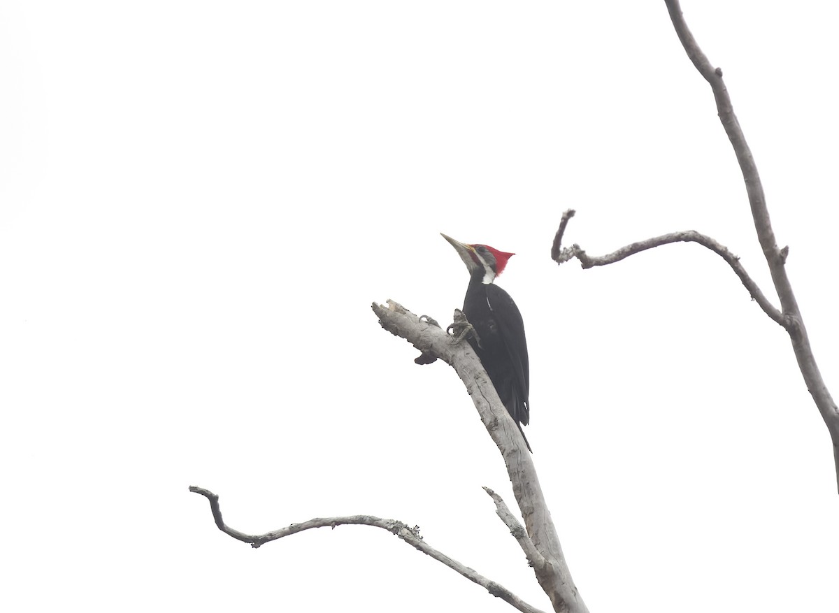 Black-bodied Woodpecker - ML609334459