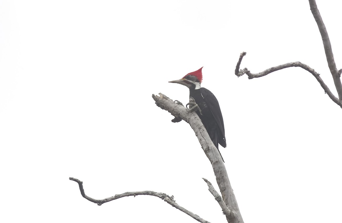 Black-bodied Woodpecker - ML609334460