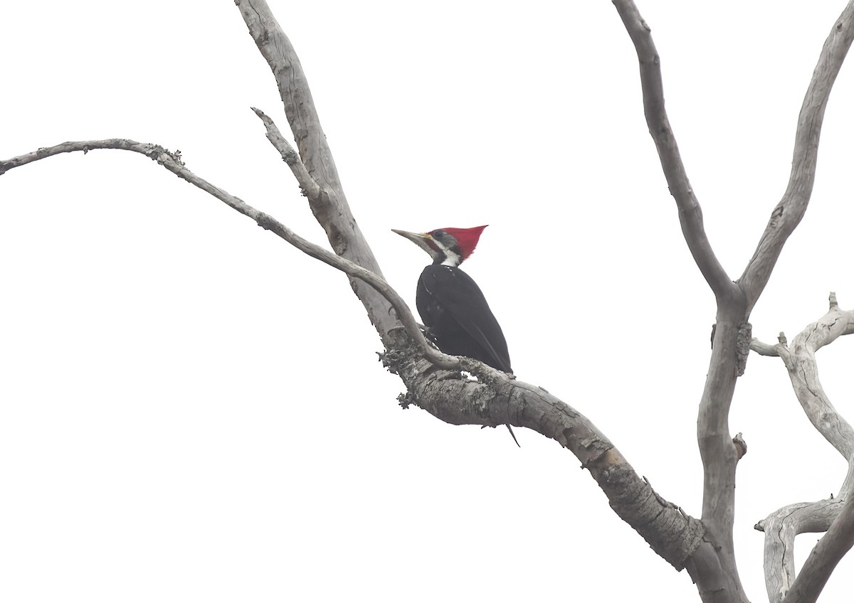 Black-bodied Woodpecker - ML609334461