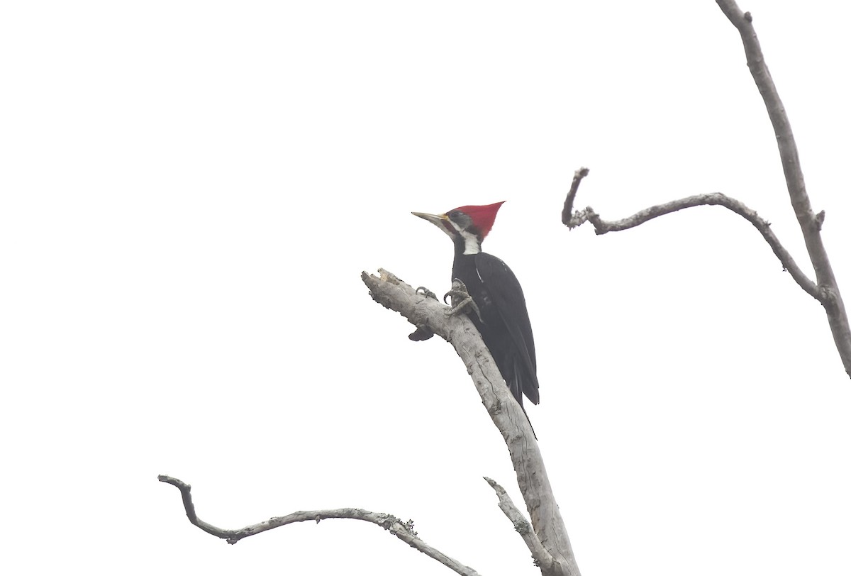 Black-bodied Woodpecker - ML609334463
