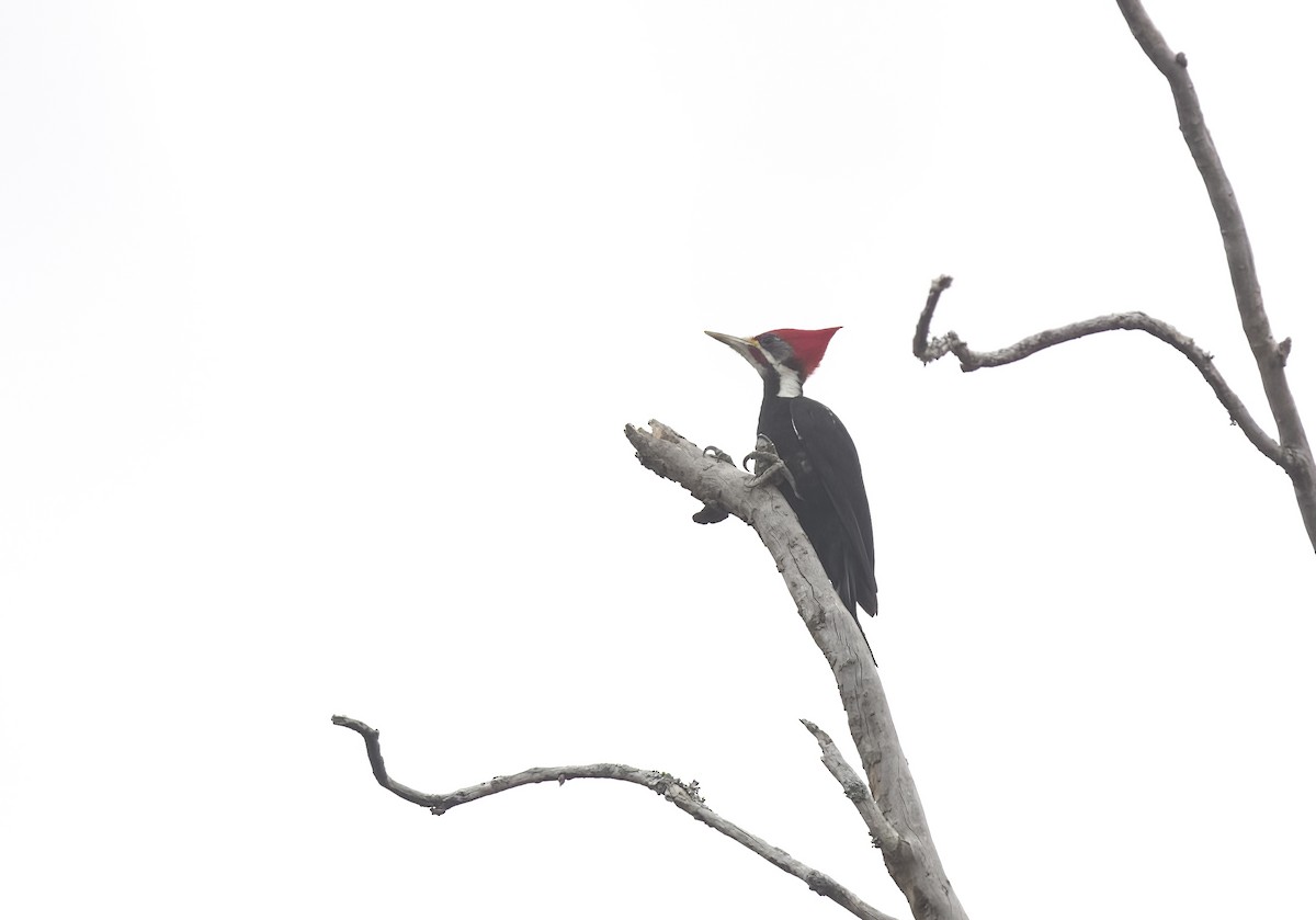 Black-bodied Woodpecker - ML609334465