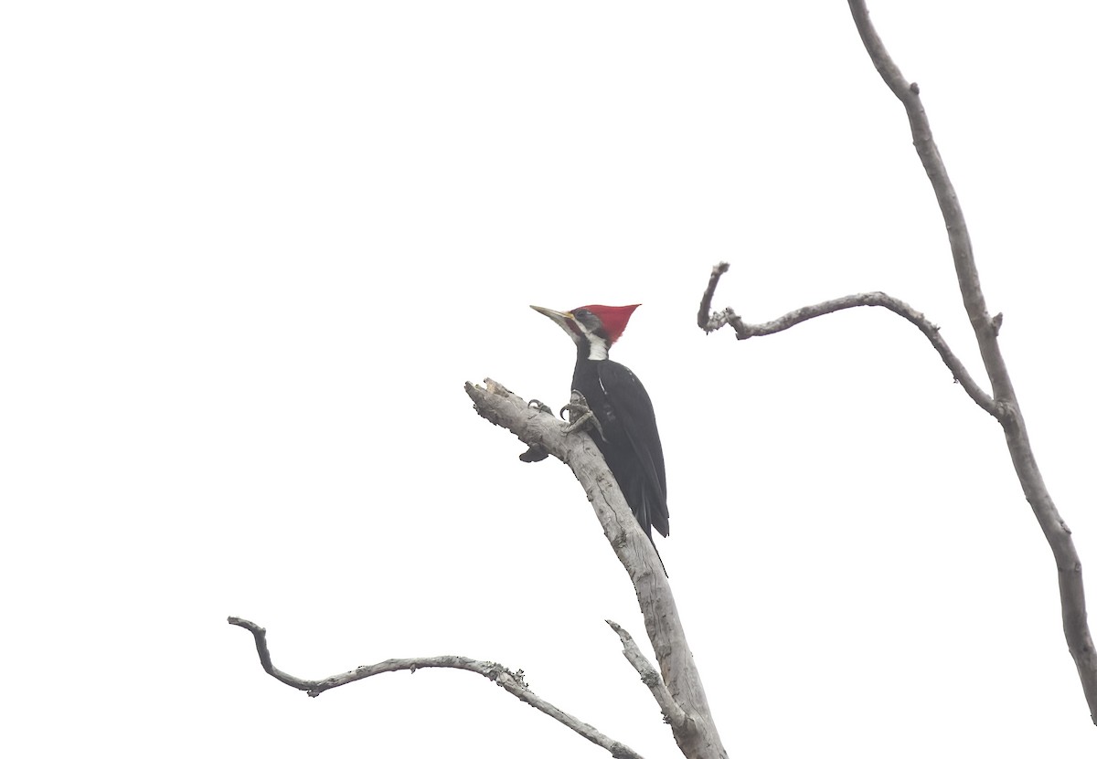 Black-bodied Woodpecker - ML609334466