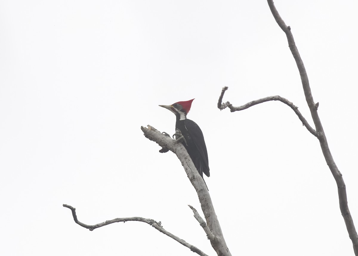 Black-bodied Woodpecker - ML609334468