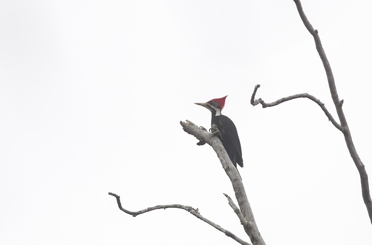 Black-bodied Woodpecker - ML609334469