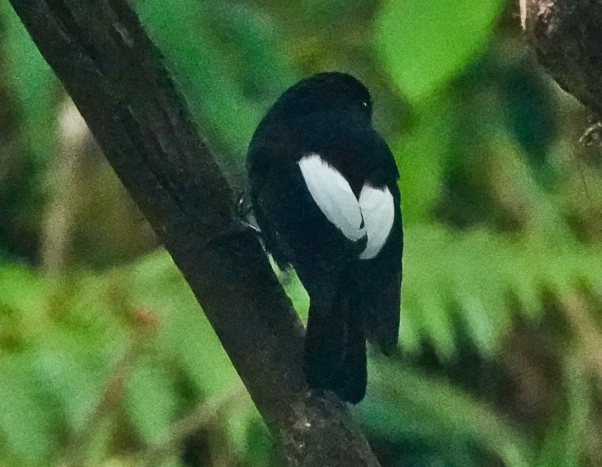 White-winged Robin - Arden Anderson