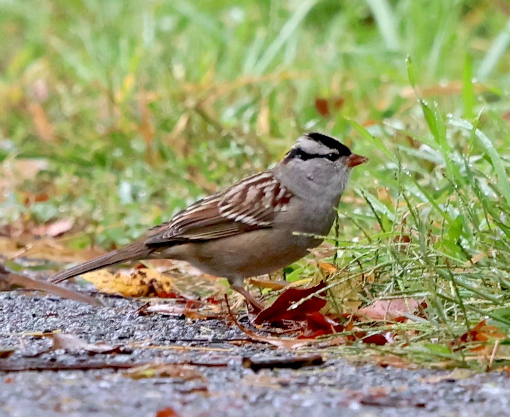 White-crowned Sparrow - ML609335191