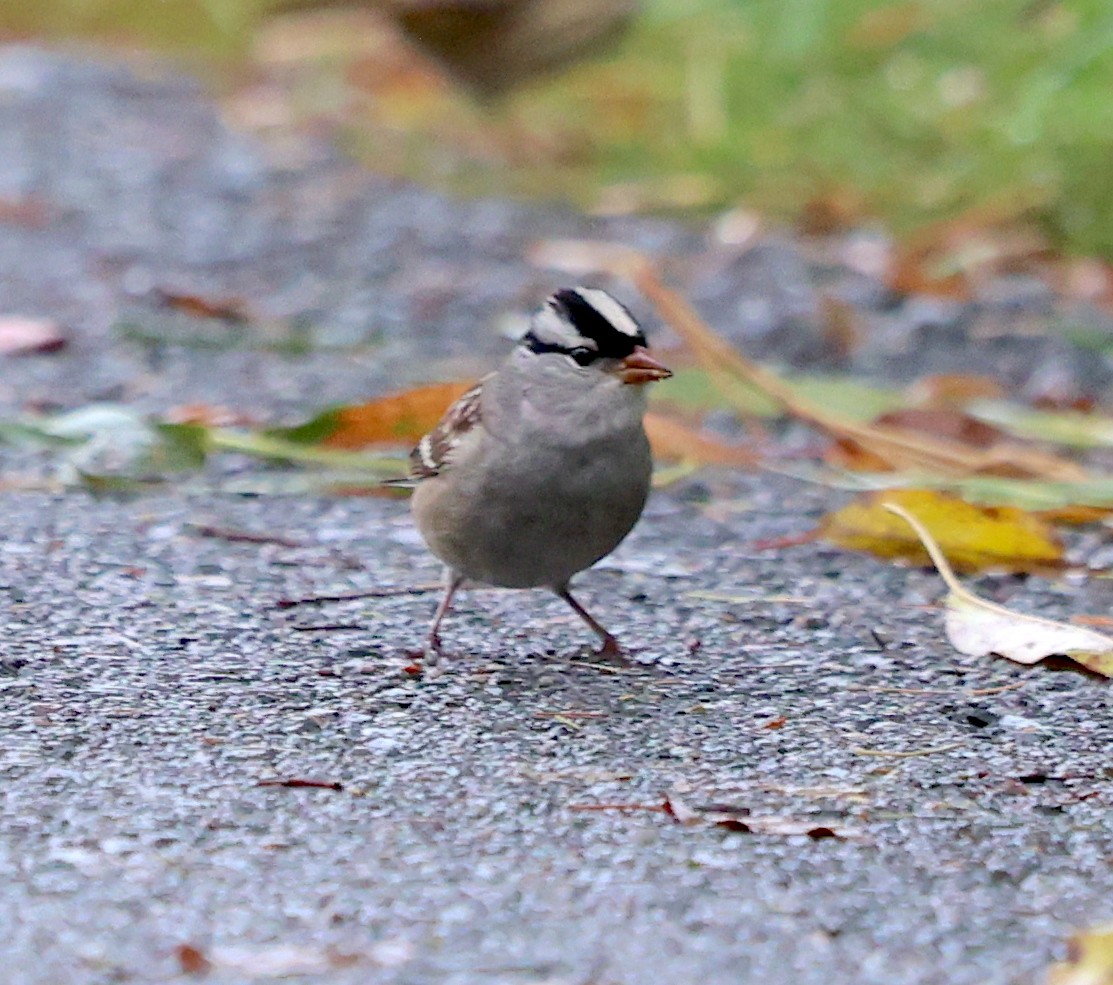 White-crowned Sparrow - ML609335194