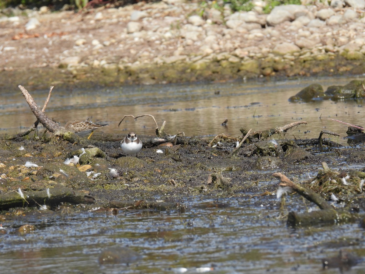 Semipalmated Plover - ML609335429