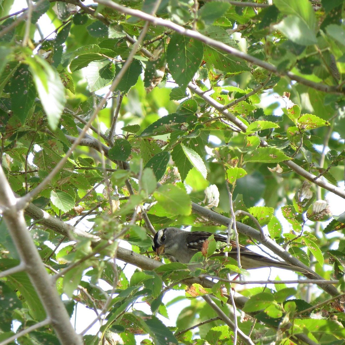 White-crowned Sparrow - ML609335555
